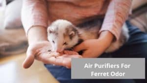 The best air purifier for ferret odor