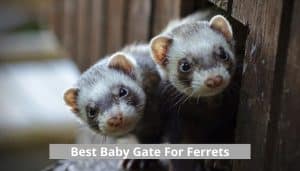 Baby gate for ferrets
