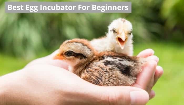 best egg incubator for turkeys