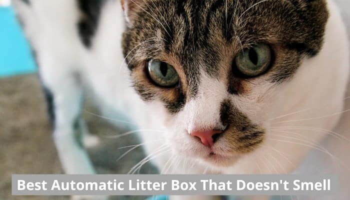 best automatic litter box reddit