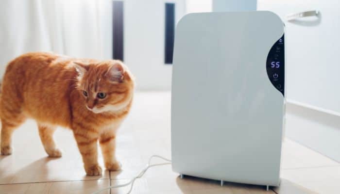 Are Dehumidifiers Bad for Pets?