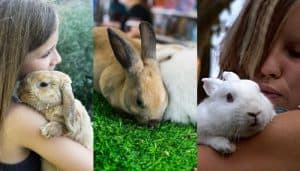 Can You Use Artificial Grass in a Rabbit Run?