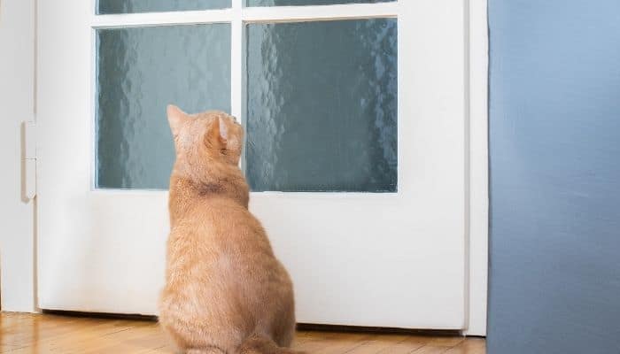 How to Stop a Cat from Scratching Underneath a Door?